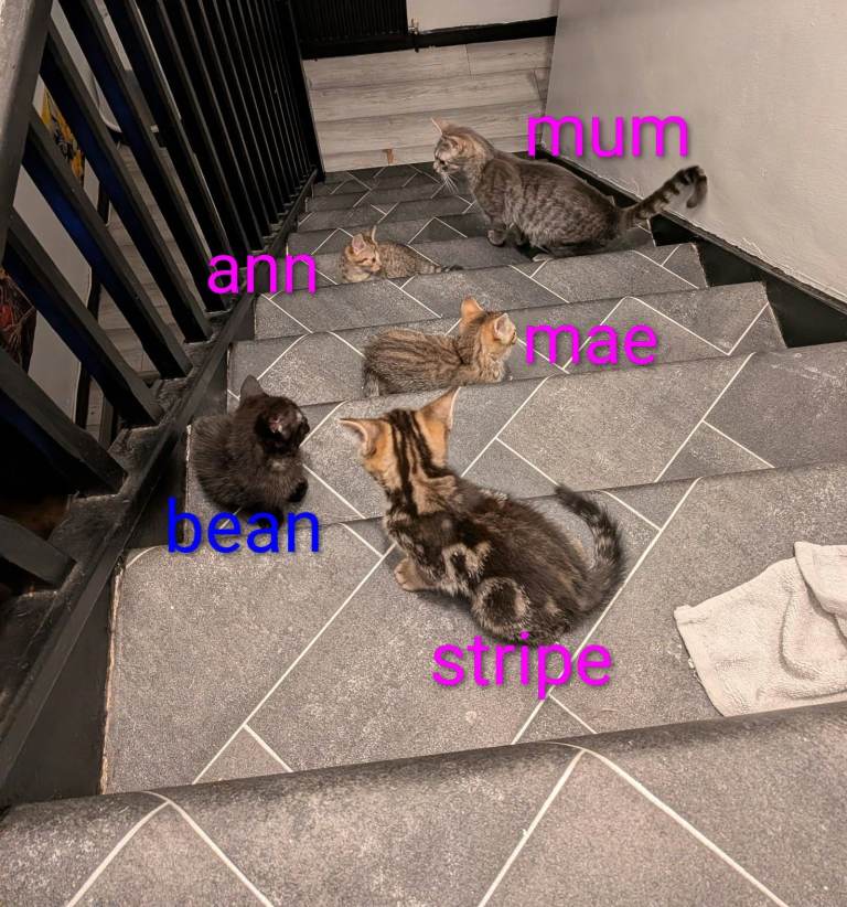 4 beautiful kittens ready for there forever home, friendly and crazy all what you want in a kitten.