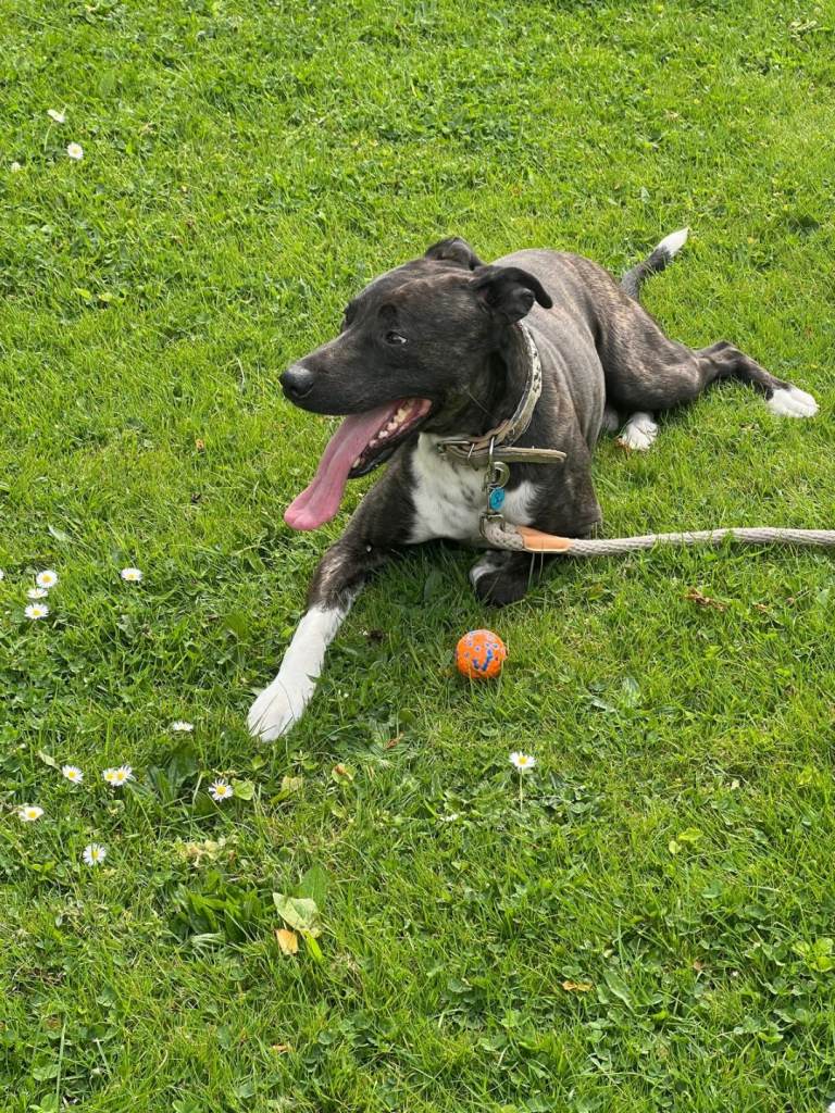 Staffordshire Bull Terrior Lurcher Cross
