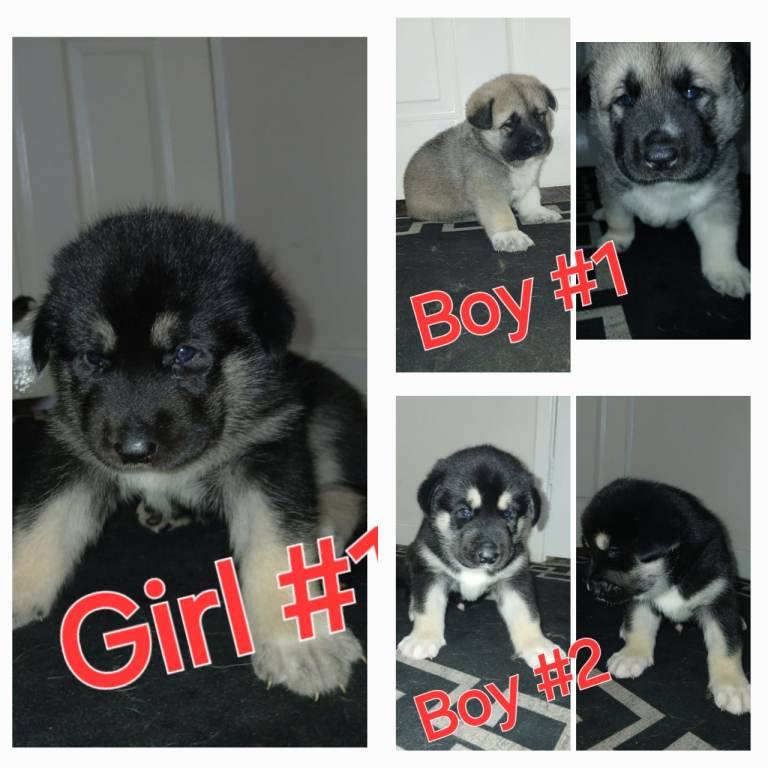 Beautiful Huskita puppies 