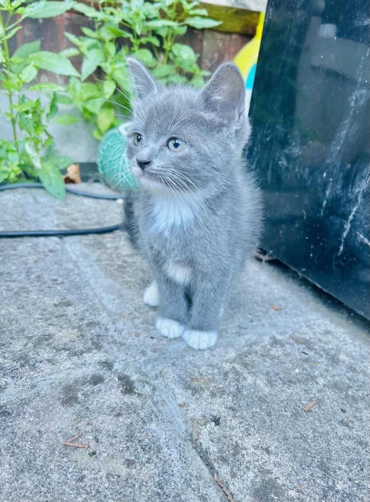 Pretty Blue Kittens
