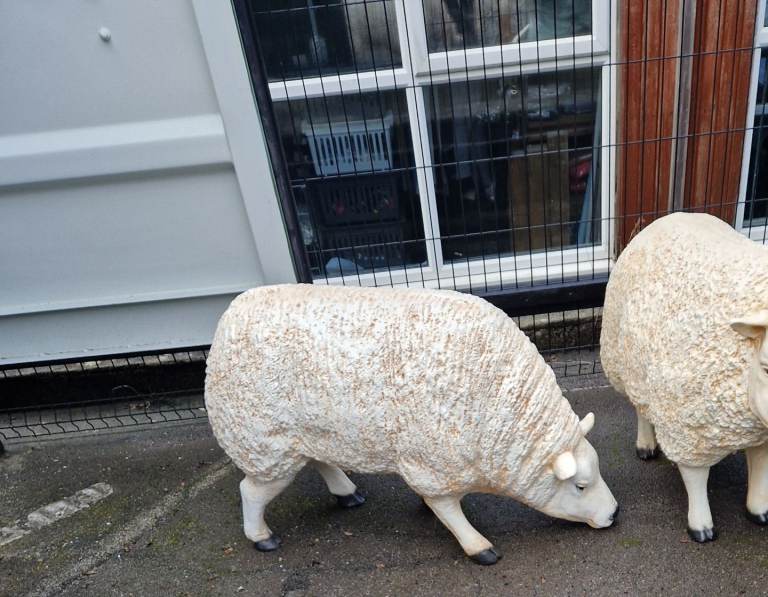 image for Last large sheep free local delivery