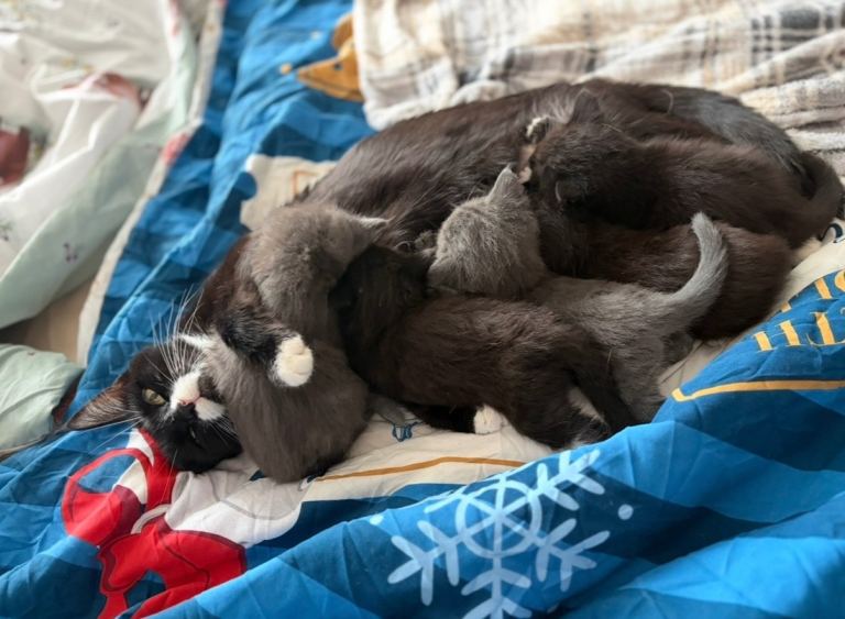 Black and white kittens 🖤