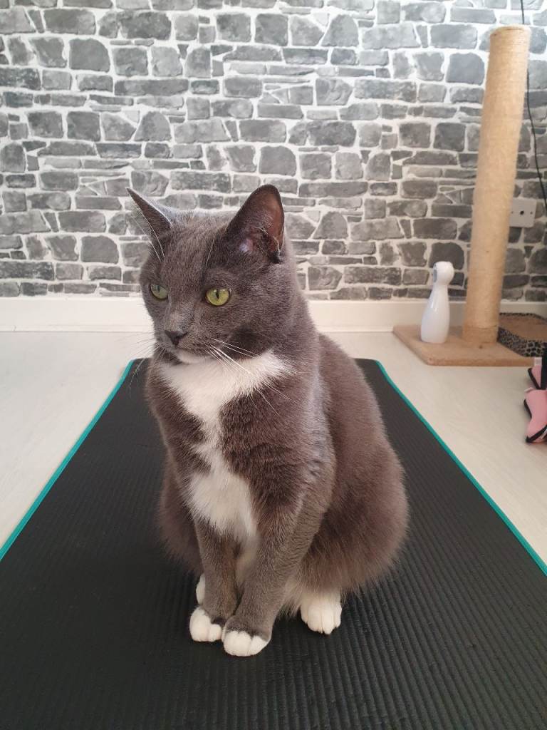 Looking for new loving home 🐈‍⬛💗