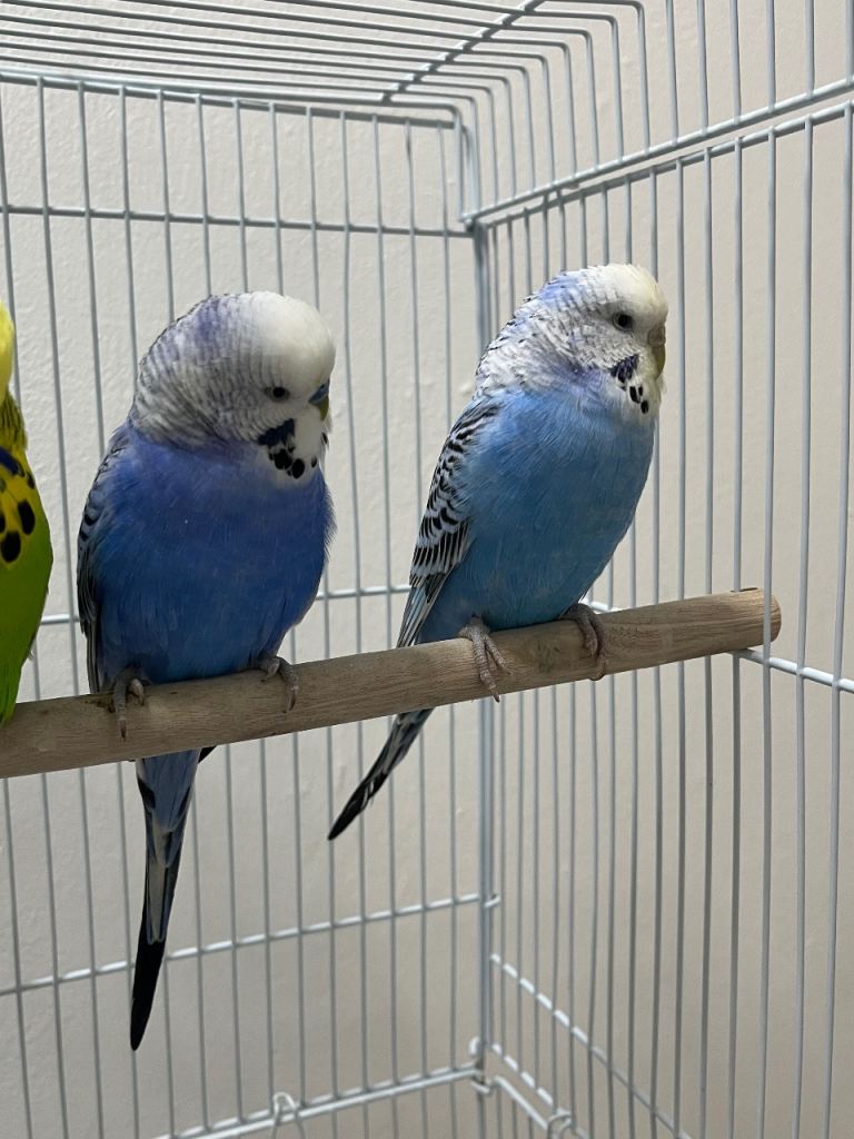 Baby Budgie and pair 