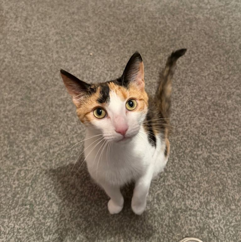 10 month old kitten