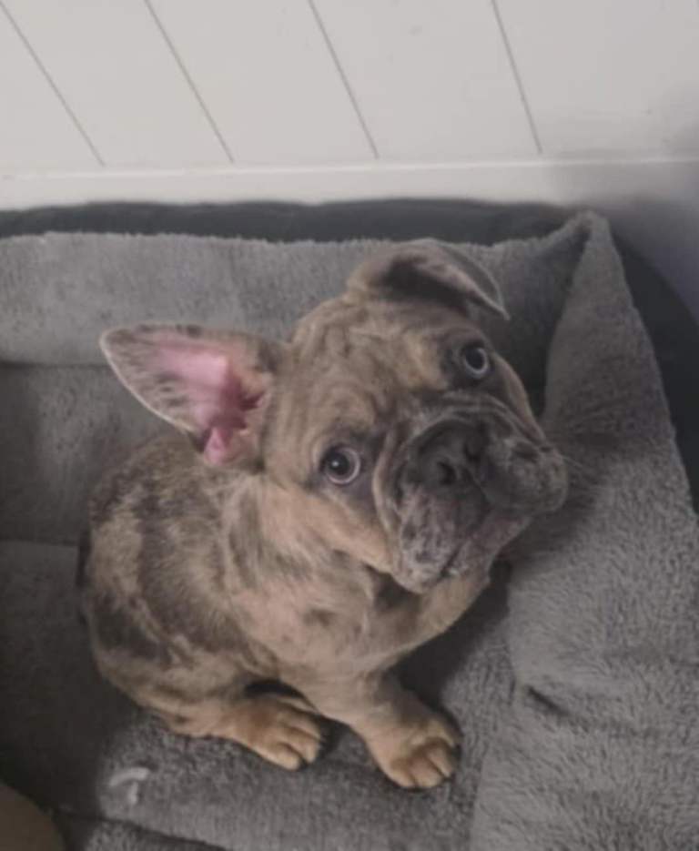 Male French Bulldog puppy