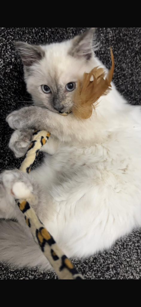Ragdoll kitten