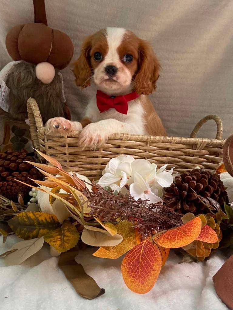 Cavalier King Charles puppies