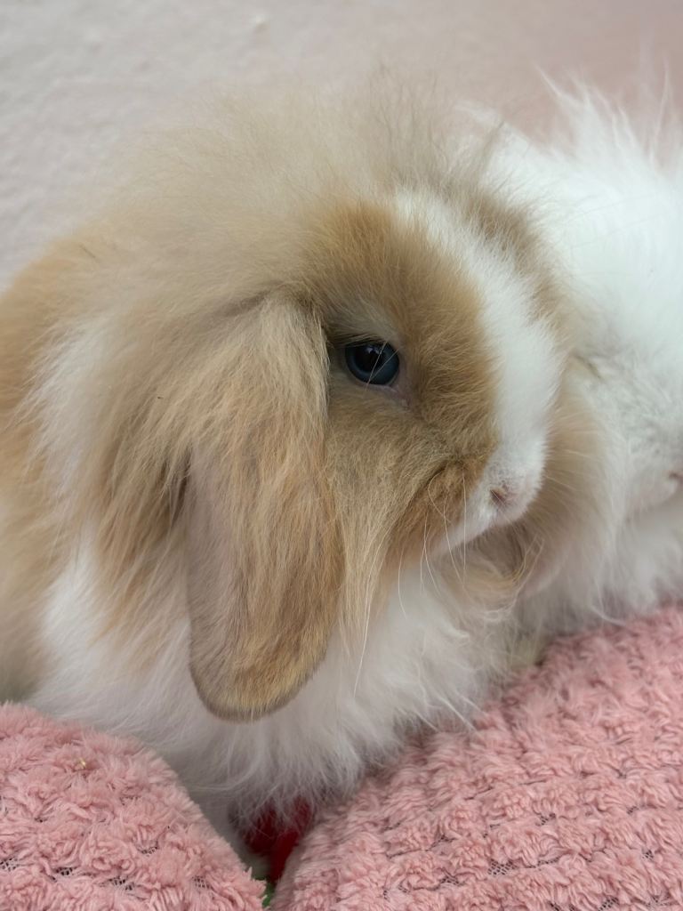 Mini lops-raised indoors-vaccinated 