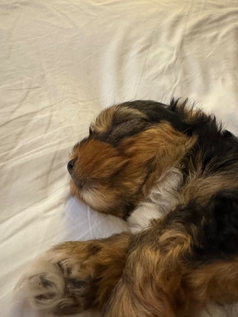 YORKSHIRE TERRIER BOY 