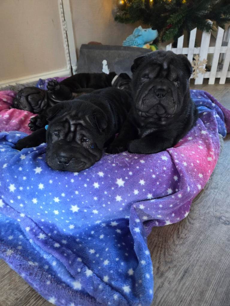 💙 READY NOW. SHAR PEI BOY 💙