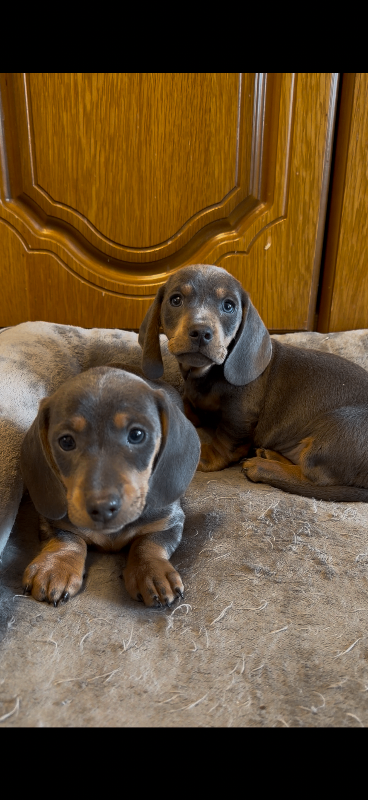 Rare Isabella Dachshund Puppies