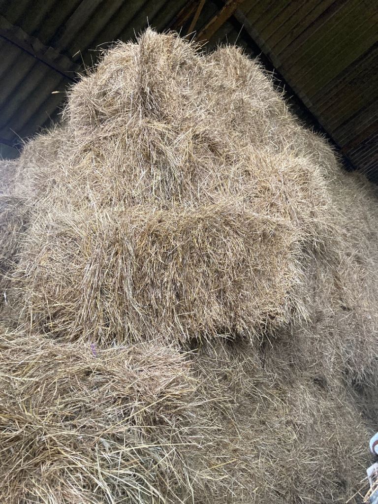 Conventional hay bale