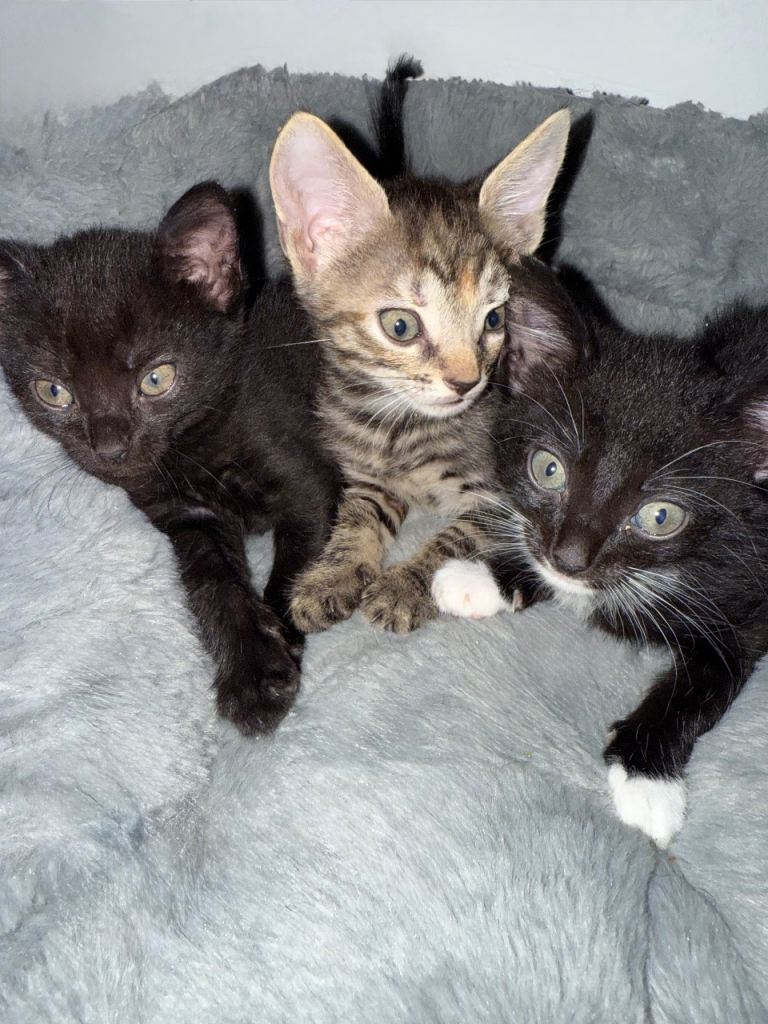 2 bengal/Tabby/black kittens for sale 