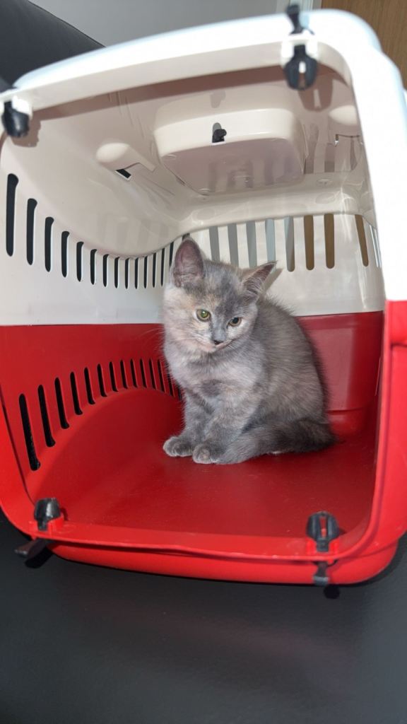 British short hair kitten for sale 