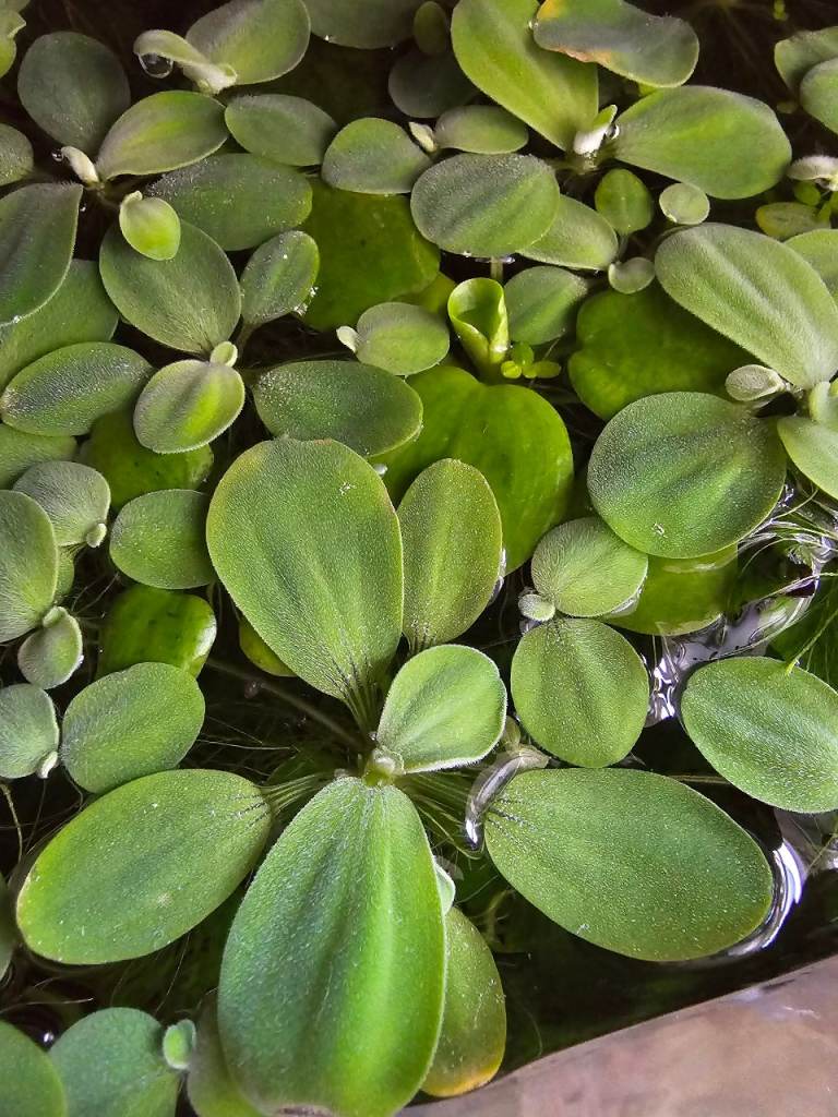 image for Water lettuce aquarium floating plants