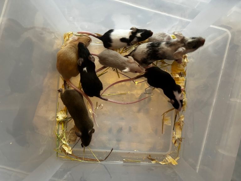 Different colours good quality pet mice 