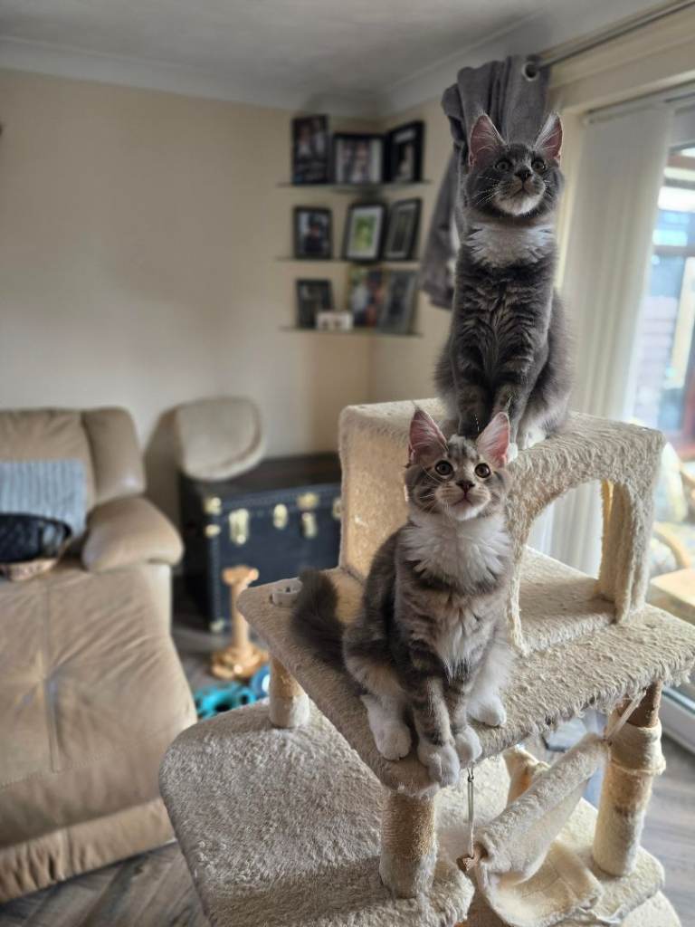 Large Maine Coon Kittens ready for homes 