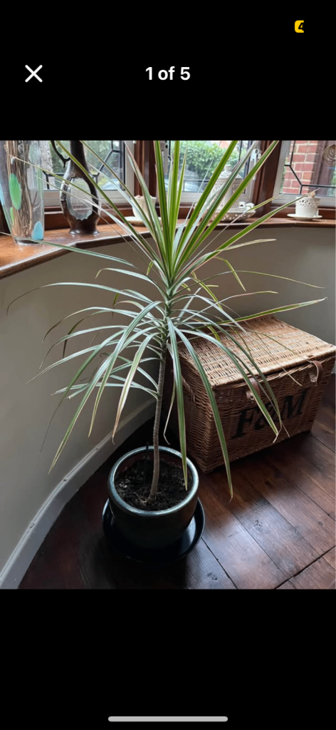 Tall house plant with decorative pot and castors metal stand