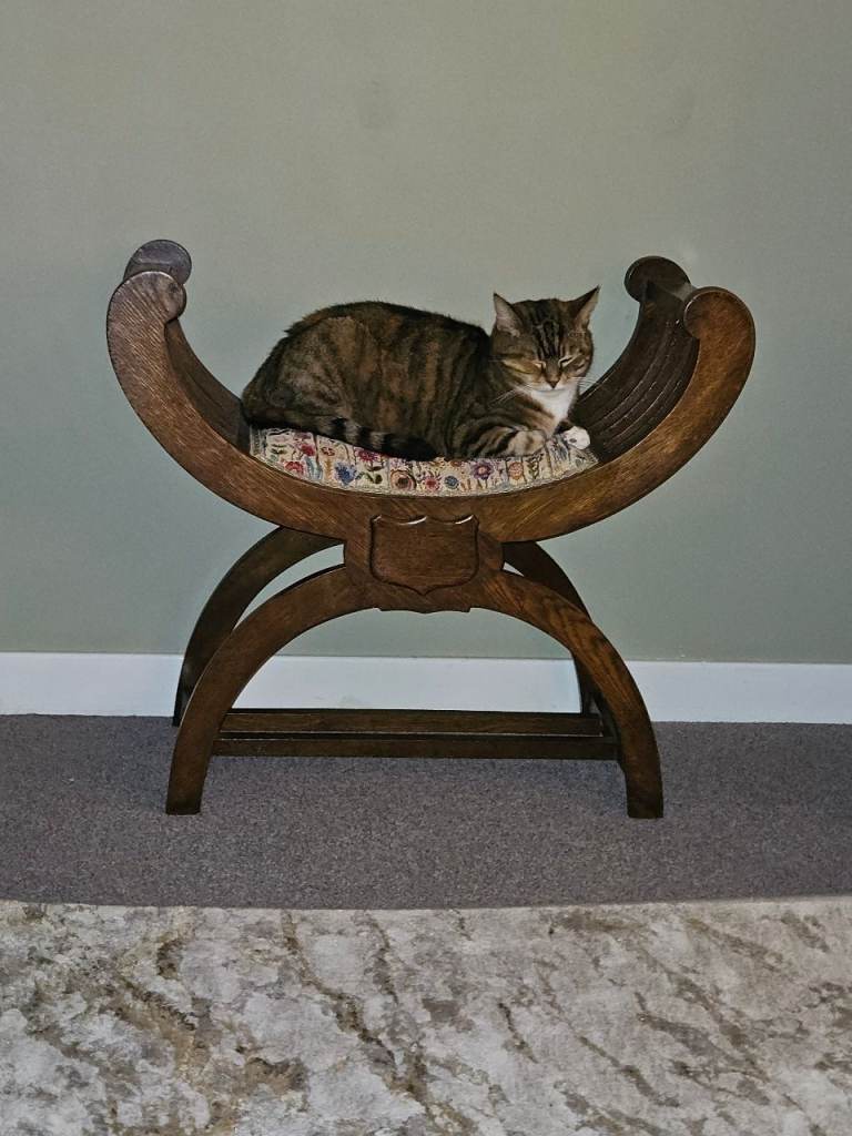 Female Tabby Cat 🐈 