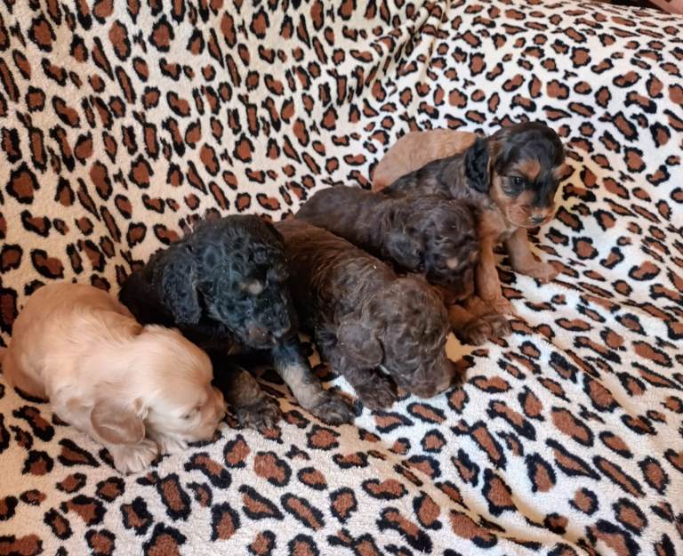 STUNNING LITTER OF f1B COCKAPOOS FROM 5* LICENCED BREEDER.