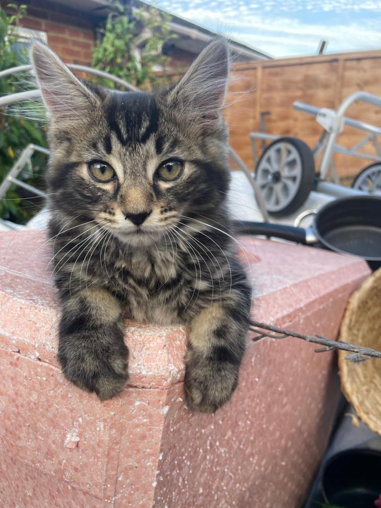 KITTENS FOR SALE 
