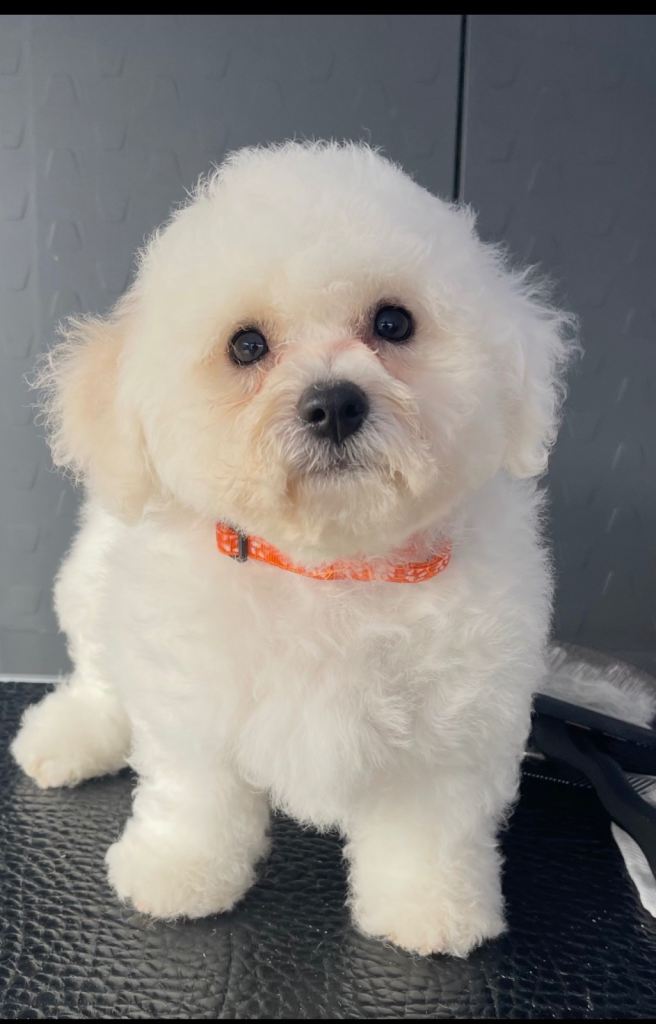 14 week old Bichon Frise 