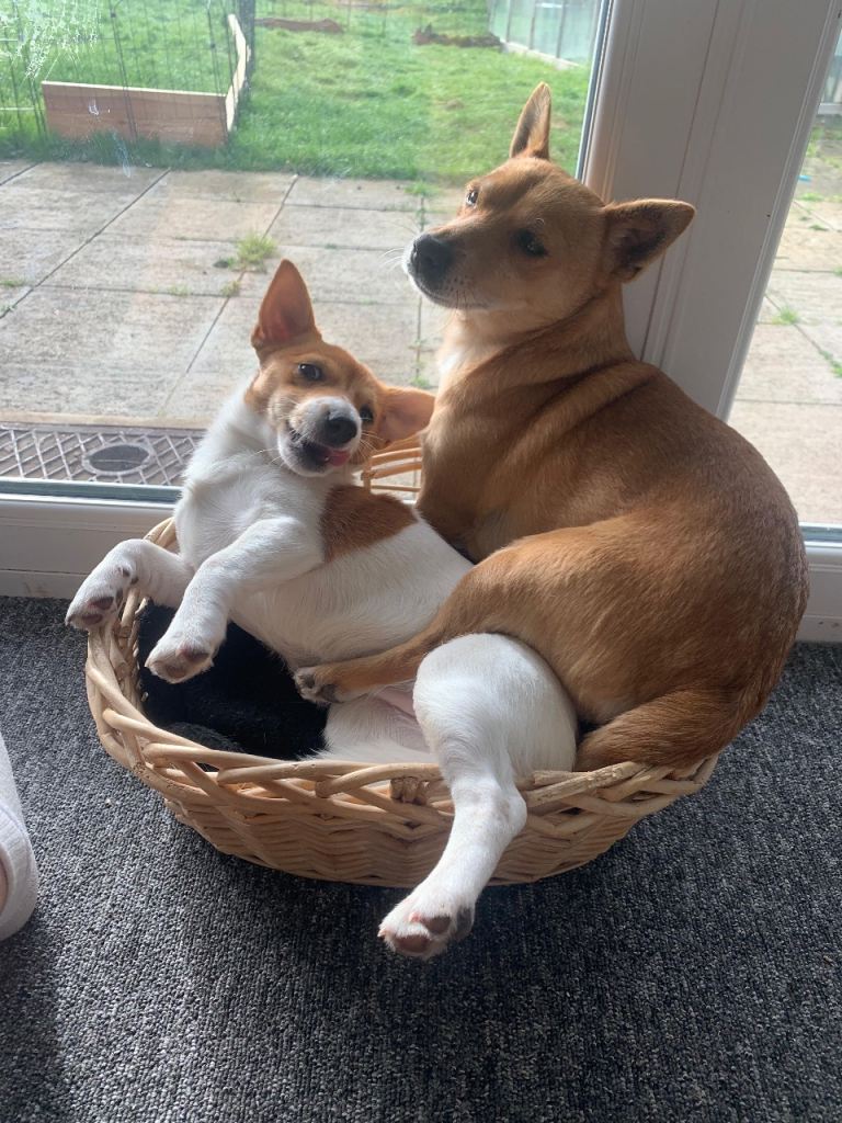 21 week old Jack Russ and Shiba Inu mix puppy 