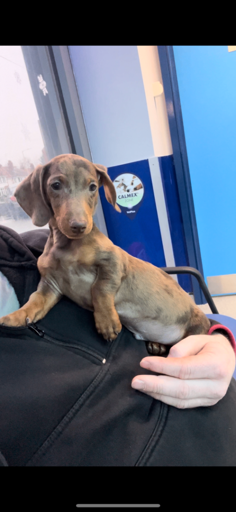 2 beautiful miniature Dashound pups 