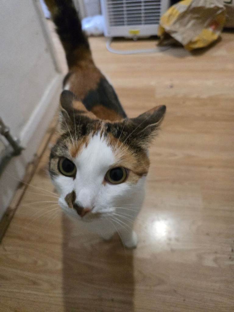 Calico cat 