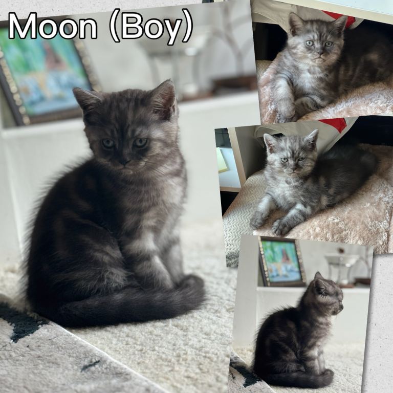 🐾 Beautiful Persian × Kittens – Ready for Their Forever Homes 🏡💕