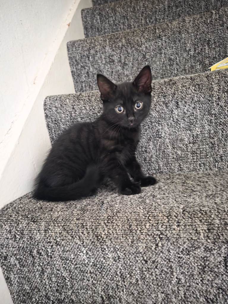 Kittens for sale