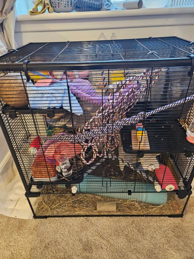 x2 male pet rats & large rat cage with ALL accessories 