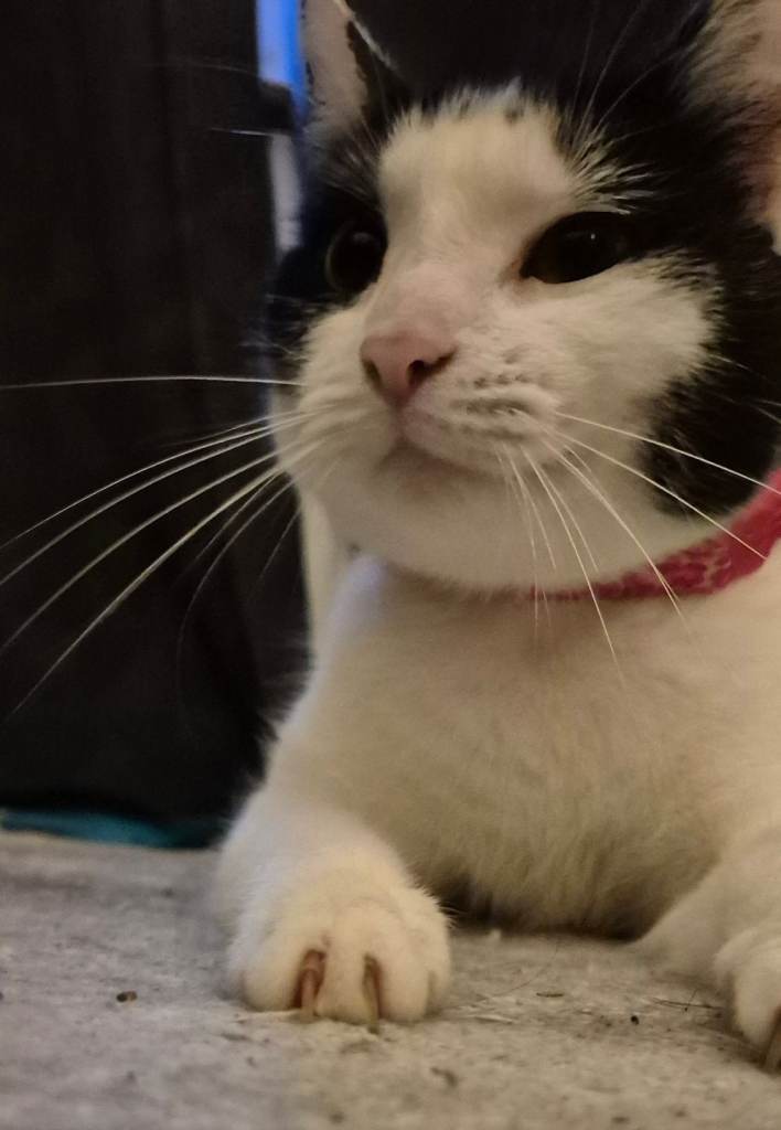 Free 2 year old looking for new home 