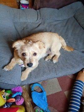Jack Russell terrier