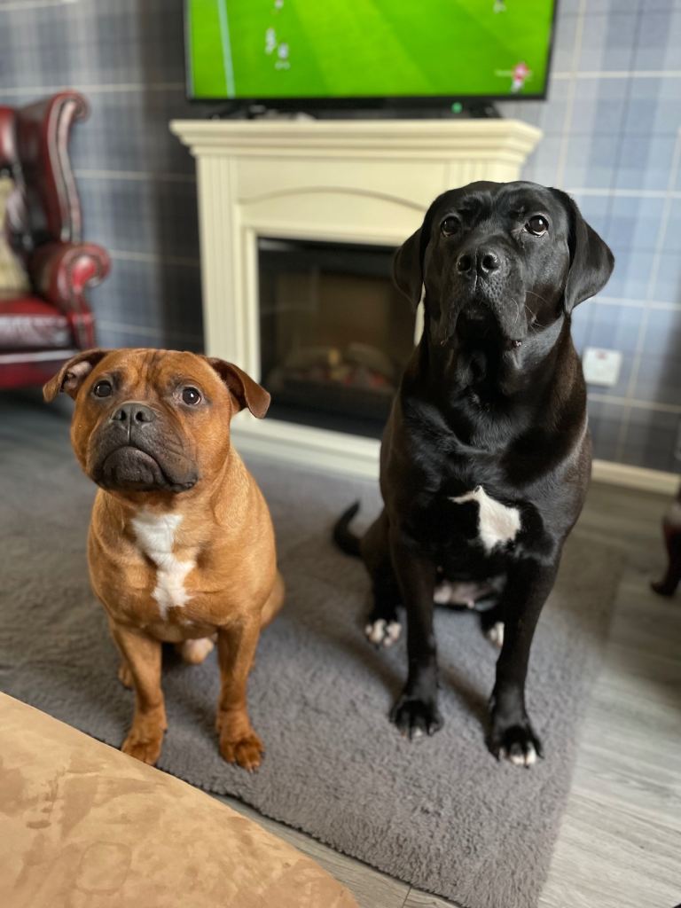2 family pets to good homes only 