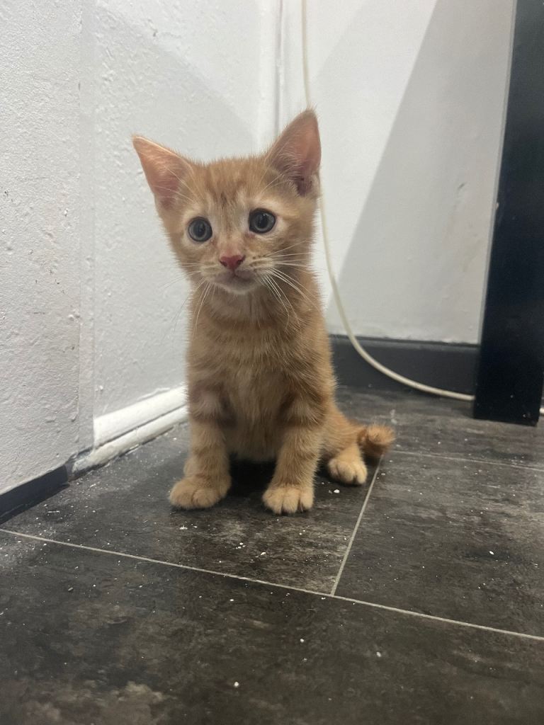 Orange kitten 