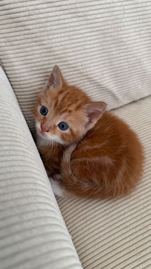     Adorable Tuxedo & Ginger Kittens for Sale