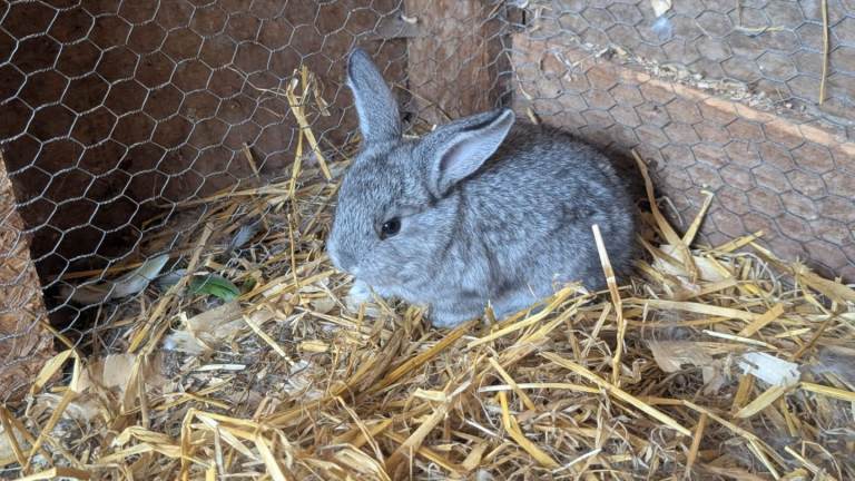 Giant bunnies 