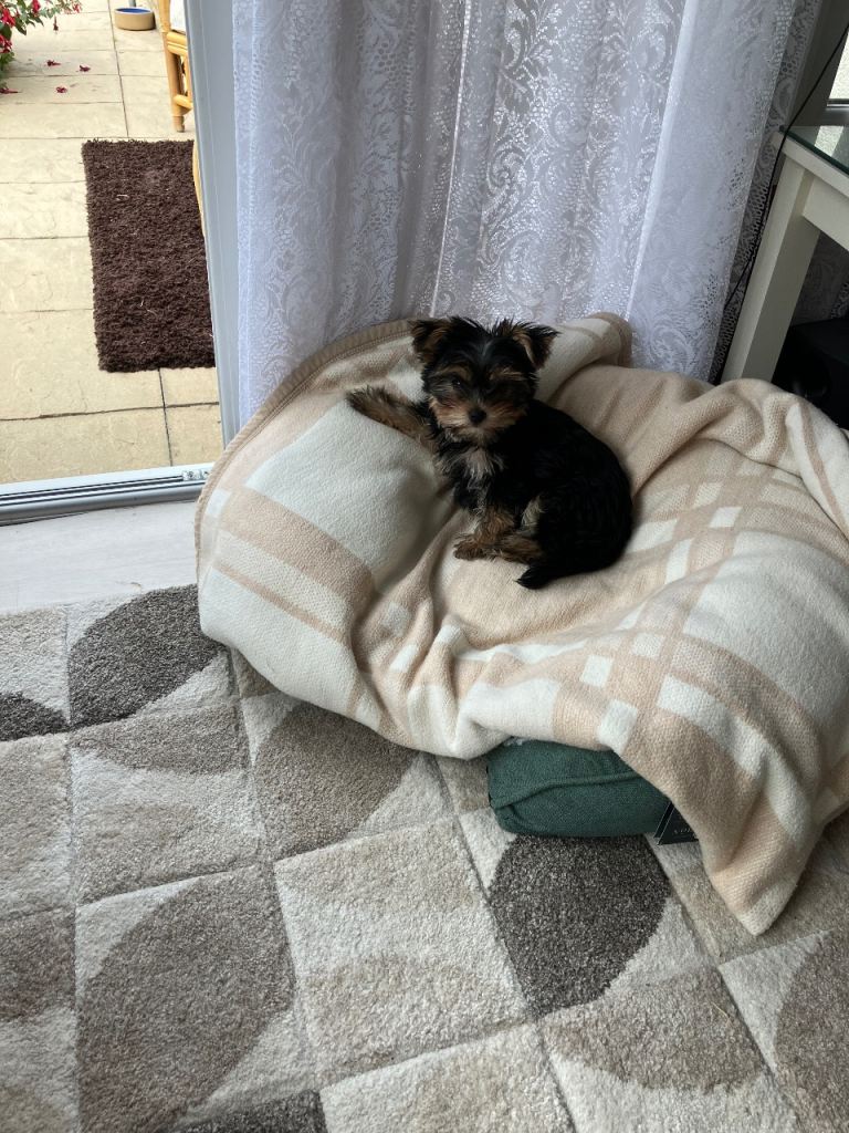 Puppy 