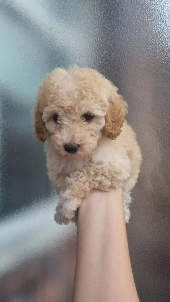 poochon