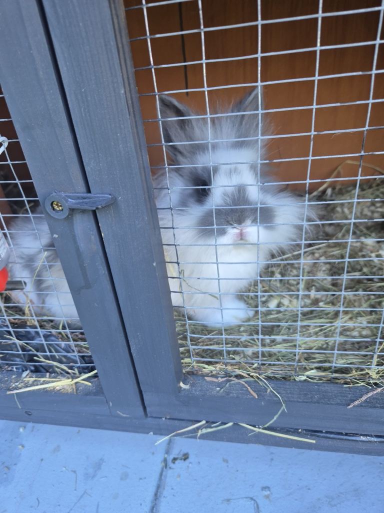 Fluffy miniature rabbit 