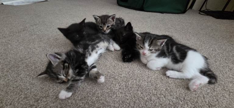 Kittens 