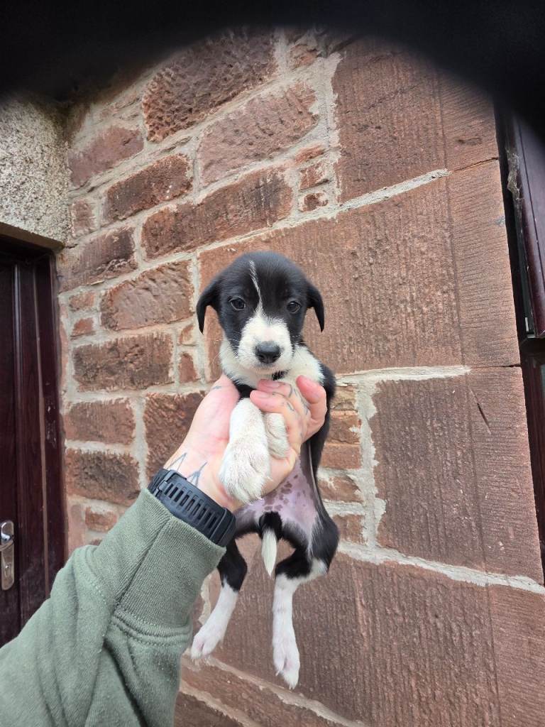 Border collie puppies 