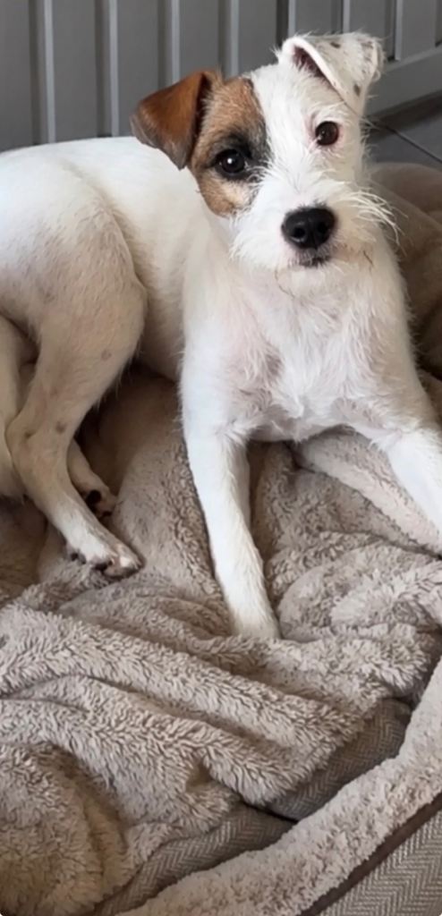 KC Reg Parson Russell Terrier pup
