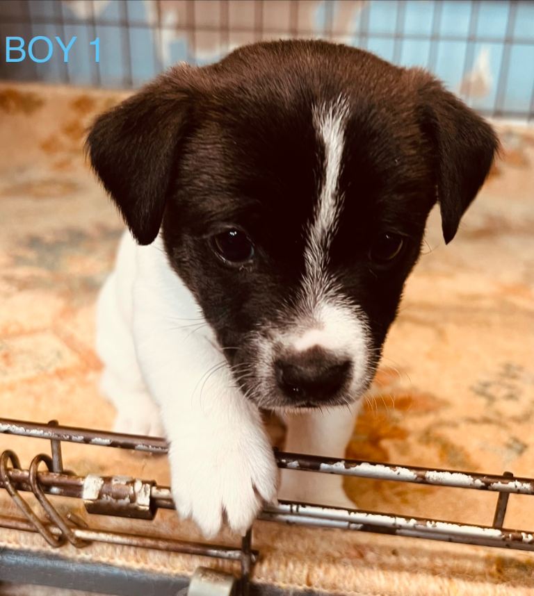 Adorable Jack Russell Pups