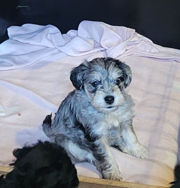 Schnnodle puppies
