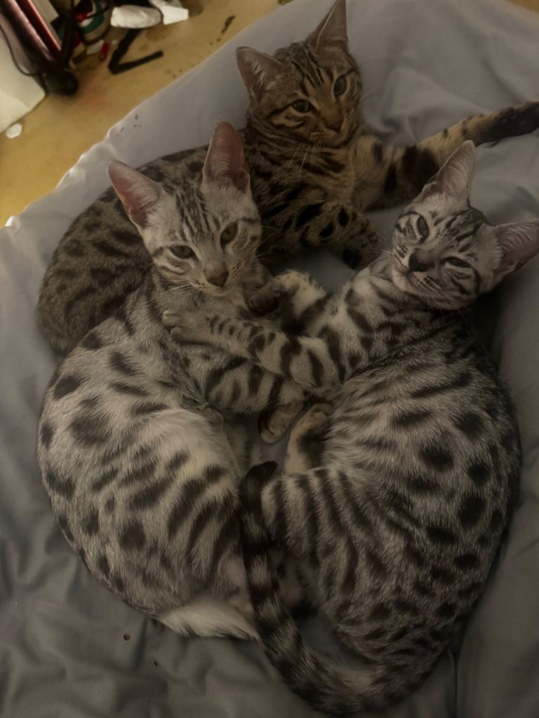 4 Beautiful Bengal Cats 
