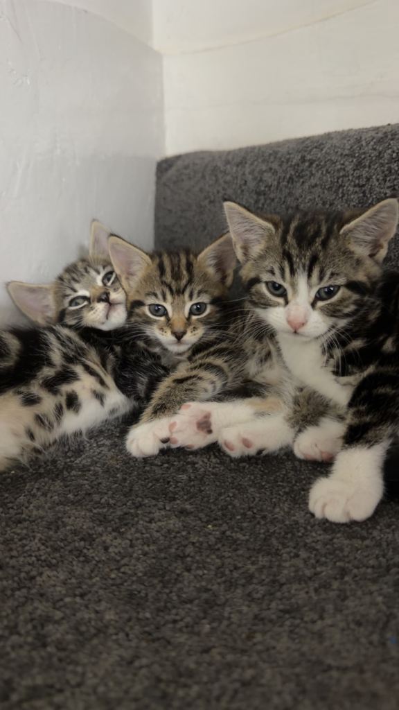 4 kittens 