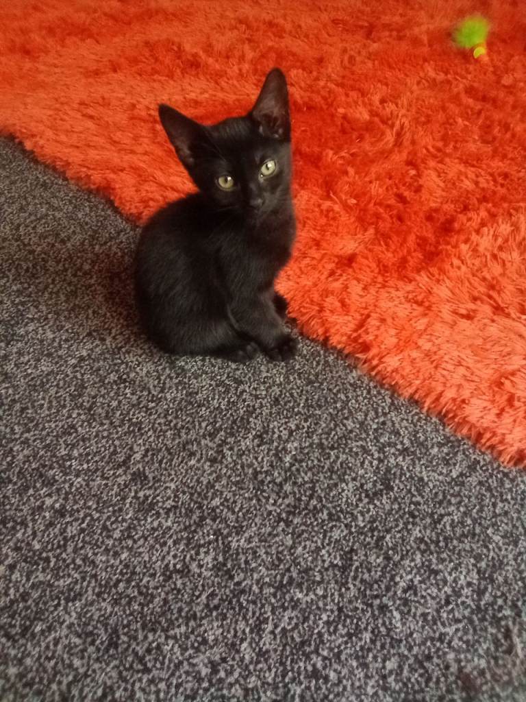 British black kitten 